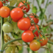 Pollinating tomato plants