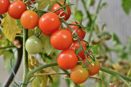 Red and green cherry tomatoes growing on the vine