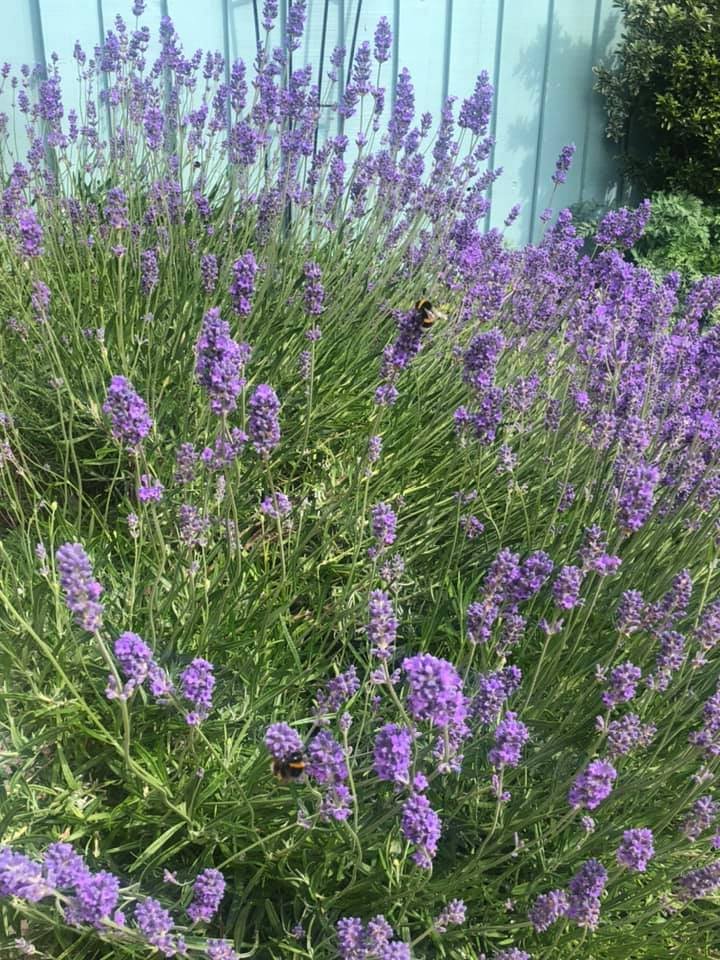 A big lavender bush with bumblebees in Lei Hang's also known as the the thrifty island girl garden with a teal coloured fence