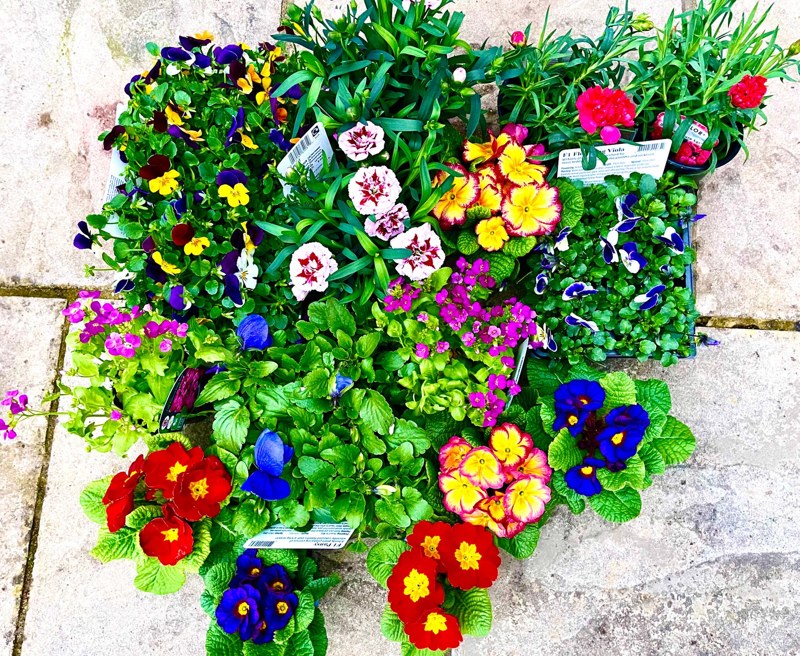 Colourful perennial flowers The Thrifty Island Girl Lei Hang has picked up from the garden center. Perennial plants grow back every year