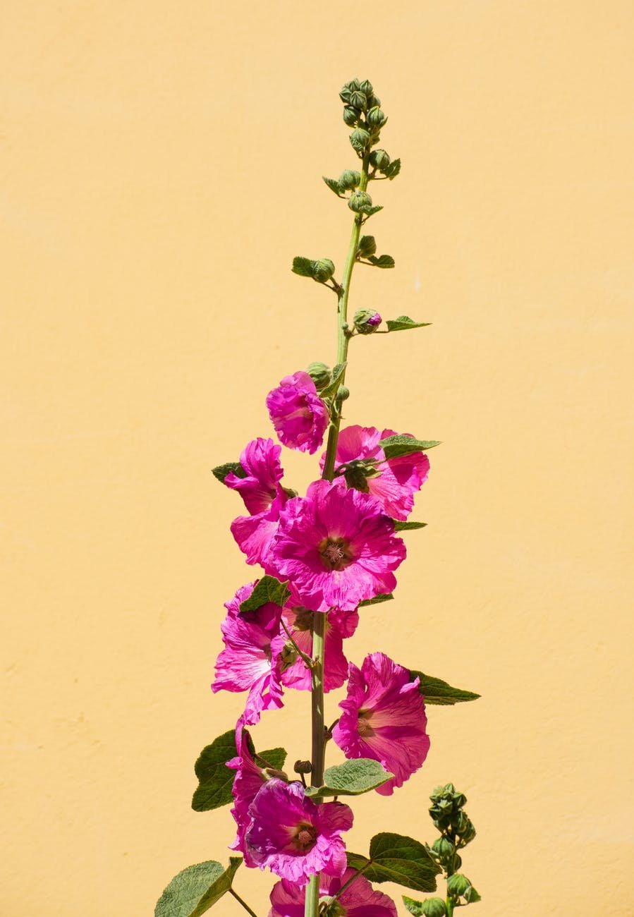 purple pink hollyhock self seeding garden flower with green leaves on a yellow background 