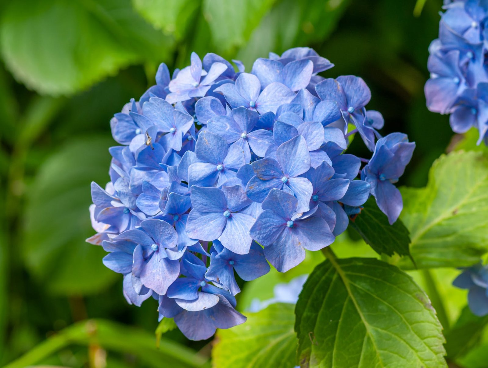 blooming blue hydrangea flower with green background in the garden is a low maintenance garden option