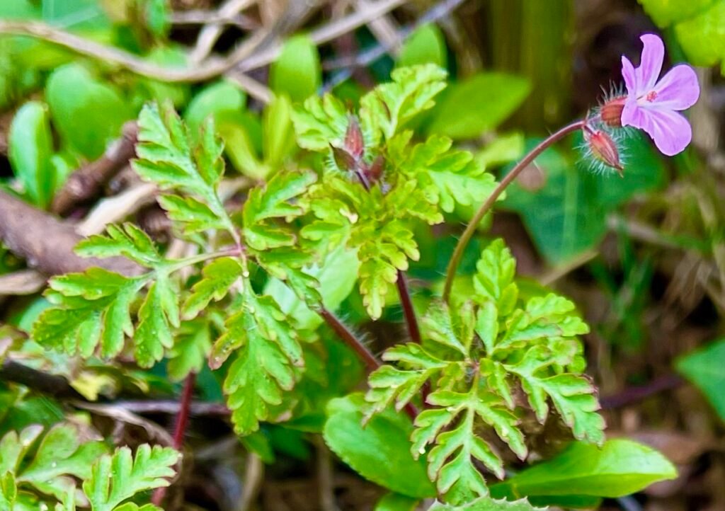 Foraging for herb robert for it's insect repellant properties is common. 