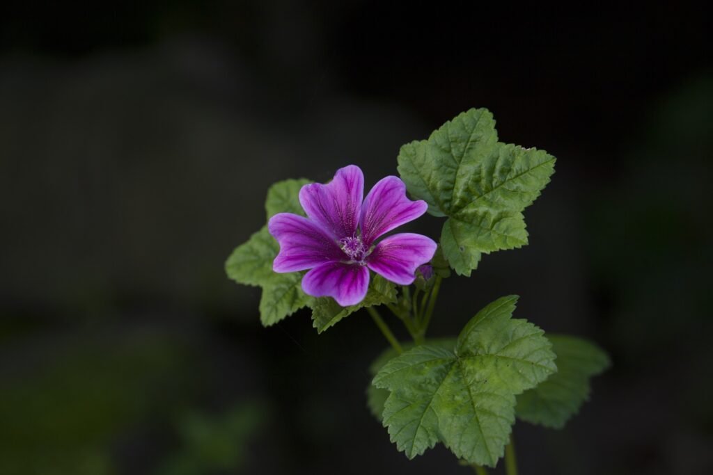 Pretty purple mallow flower that can be foraged