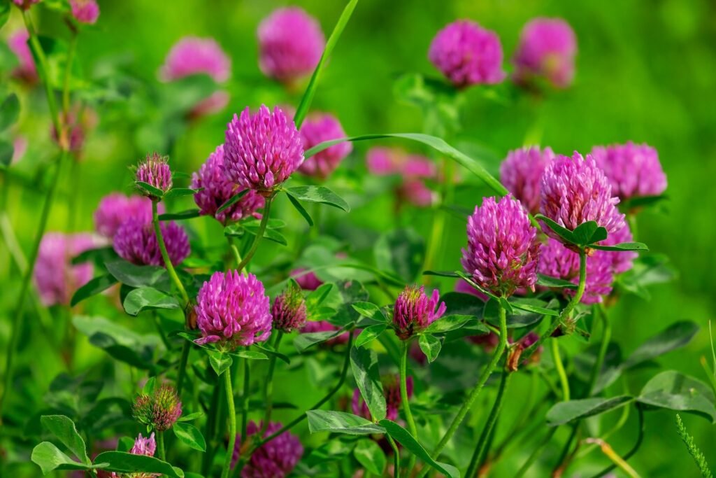 red clover with bright pink flowers in a field