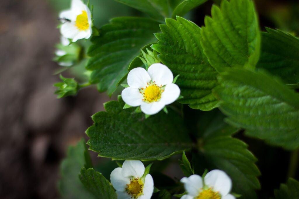 white strawberry flowers can be hand pollinated to get more strawberry fruits