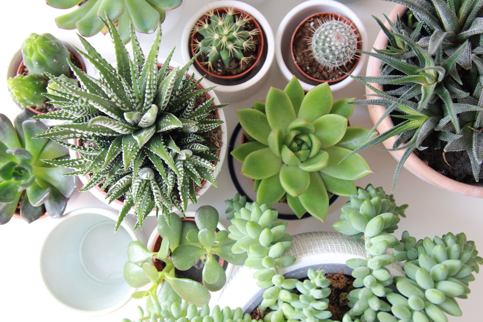 How to propagate succulent plants easily- The Thrifty Island Girl