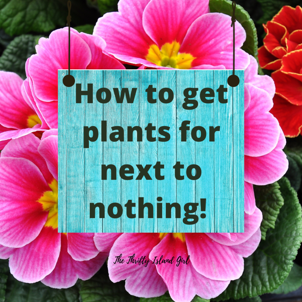 How to get plants for next to nothing from your local supermarkets or garden centre - The Thrifty Island Girl