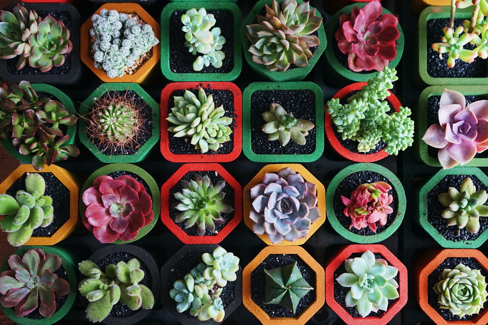 How to propagate succulents