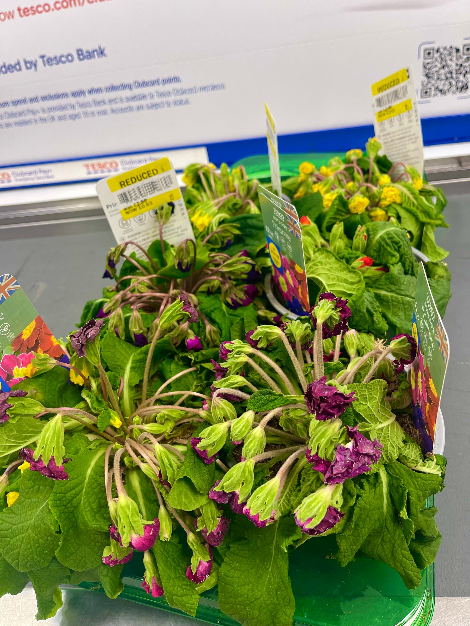 The dying primrose plants Lei Hang picked up from Tesco in Lewisham