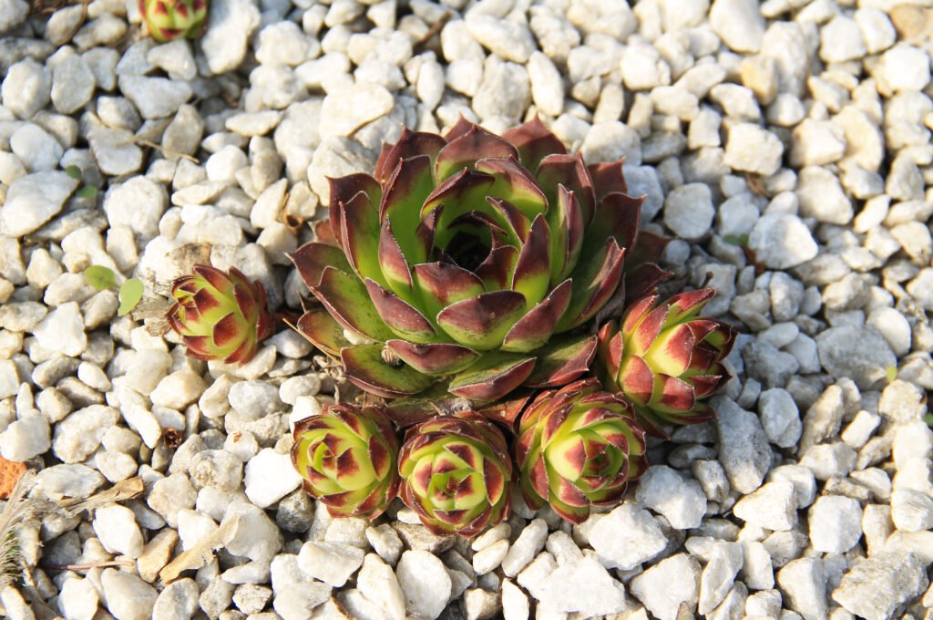 How to propagate hens and chicks plants